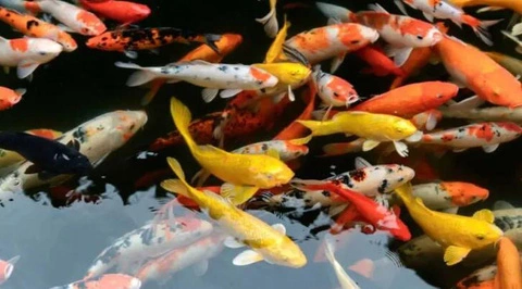 Khám phá những loài cá Koi dễ nuôi nhất hiện nay
