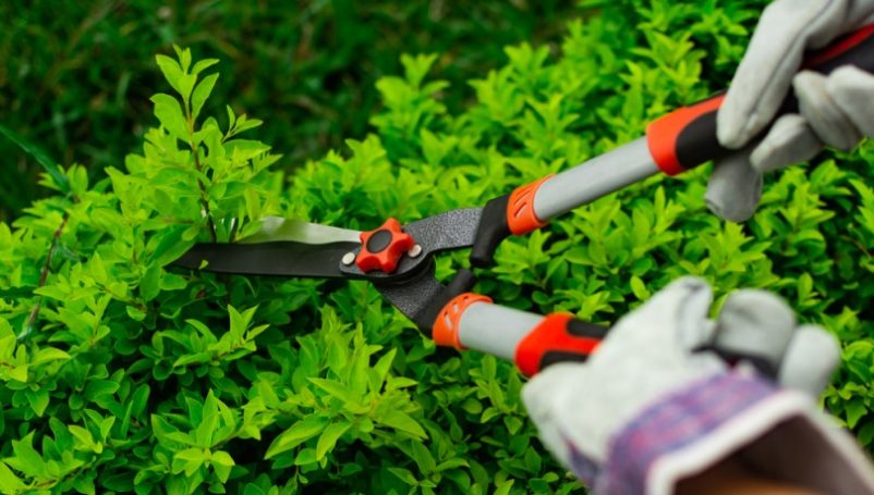 Hướng dẫn bảo trì bảo dưỡng cảnh quan sân vườn tại nhà