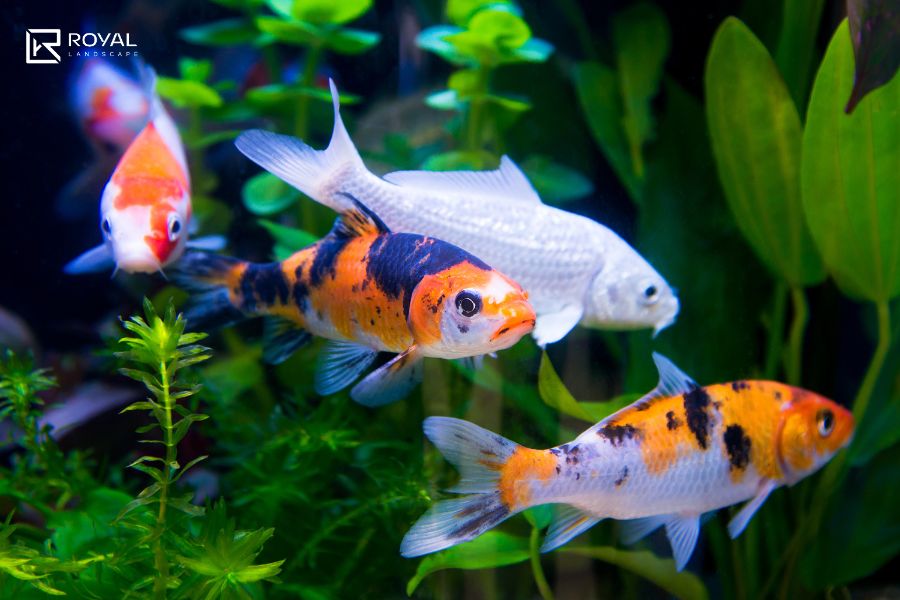 Khám phá các loại cá nuôi ngoài trời phổ biến nhất 