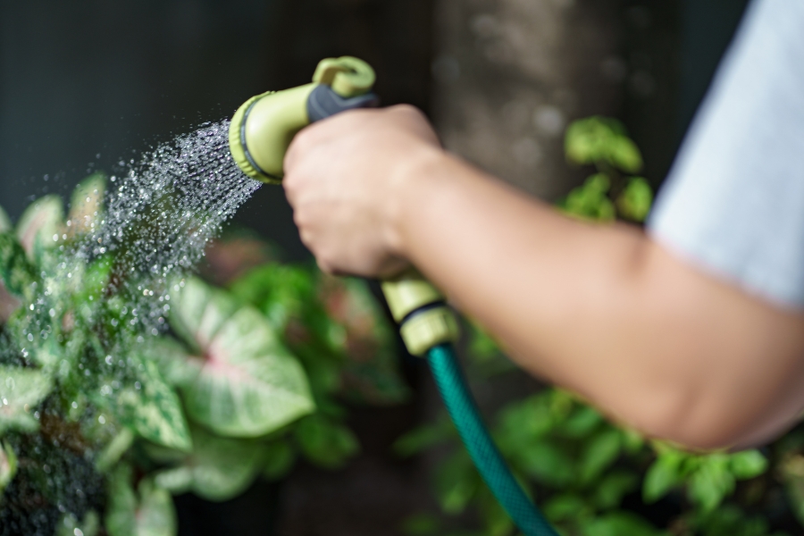 Gợi ý 7 loại nước tưới cây cảnh mà có thể bạn đã bỏ lỡ