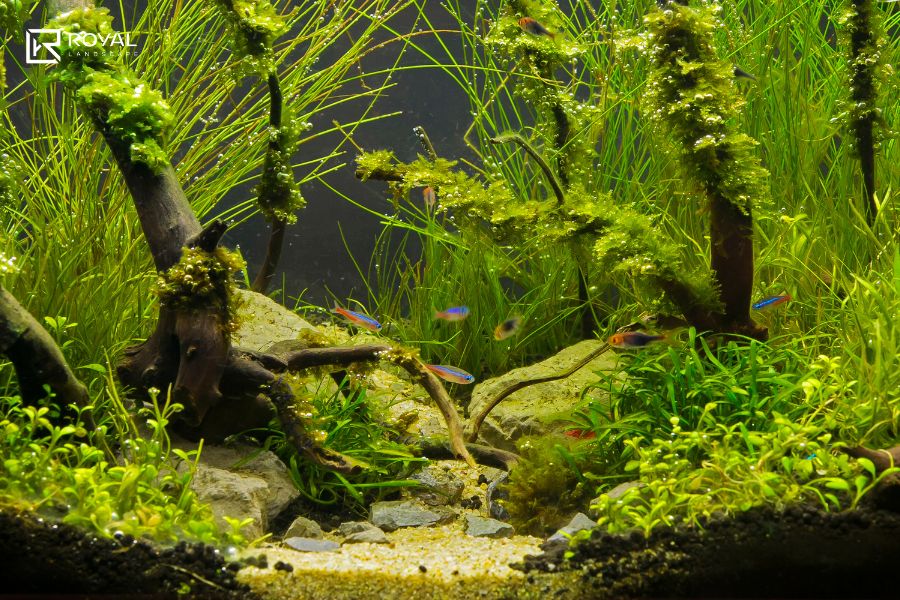 Cây Thủy Sinh Hồ Cá Koi