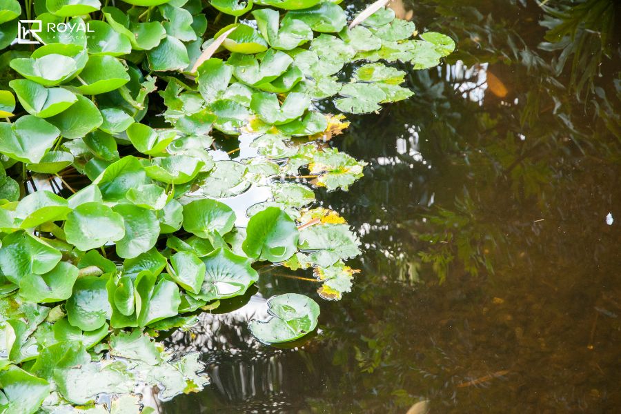 Cây Thủy Sinh Hồ Cá Koi