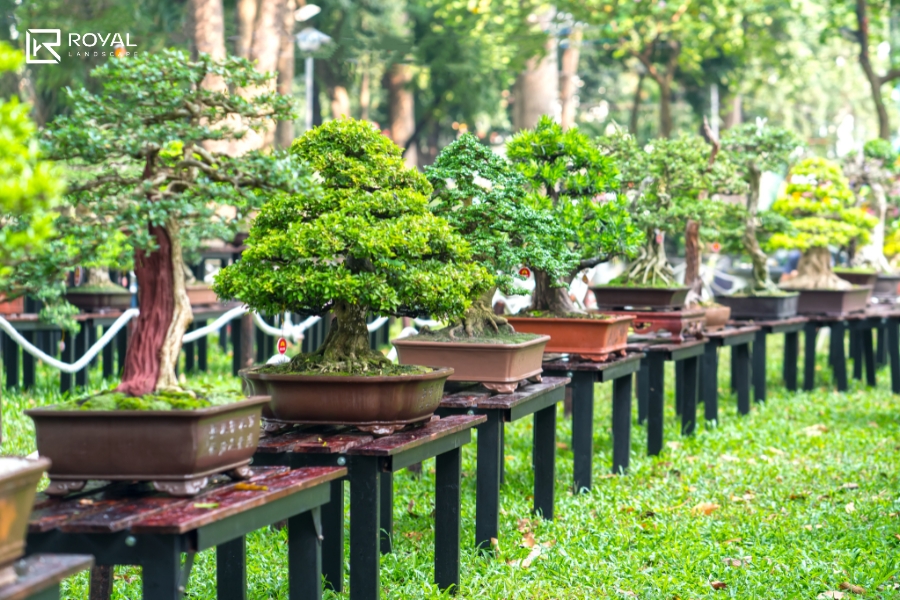 bố trí cây Bonsai