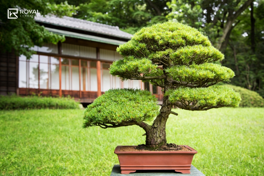 bố trí cây Bonsai