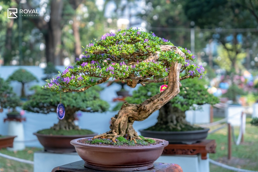 bố trí cây Bonsai