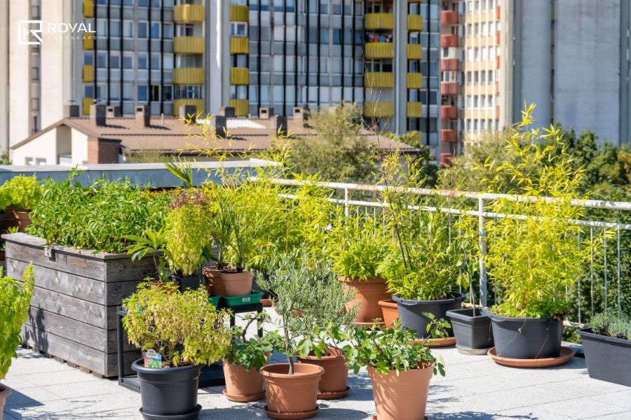 Bố Trí Cây Cảnh Sân Thượng