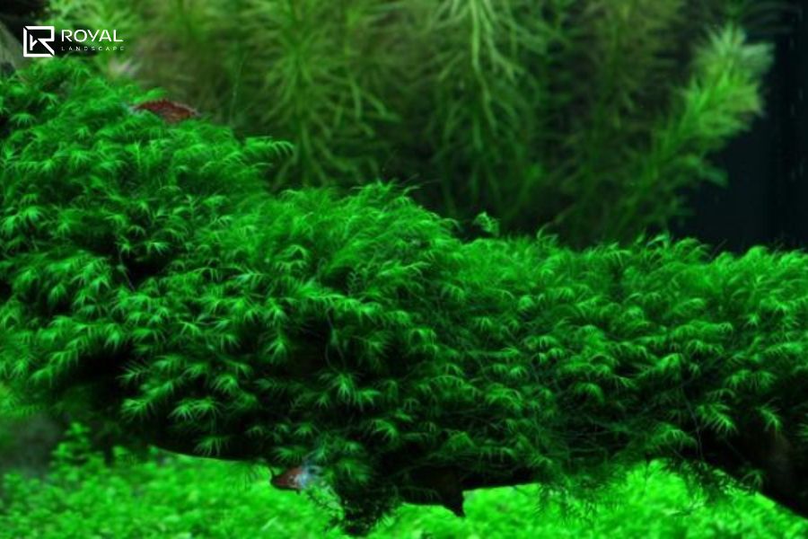 Cây Trồng Hồ Cá Ngoài Trời