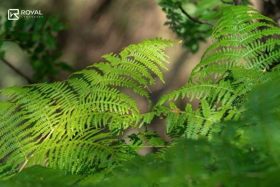 Cây Trồng Hồ Cá Ngoài Trời