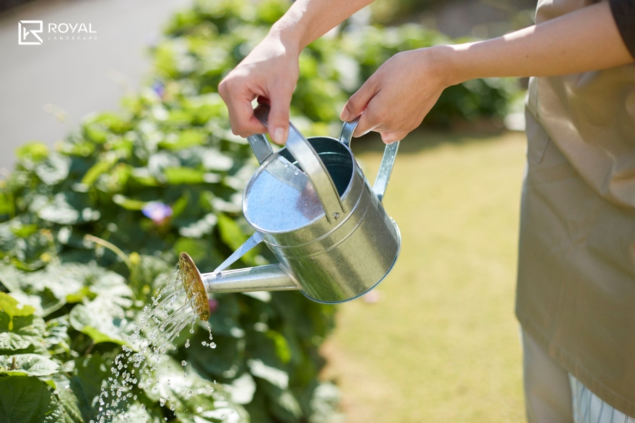 nước tưới cây cảnh