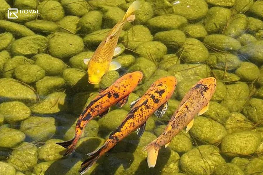 nước hồ cá bị vàng