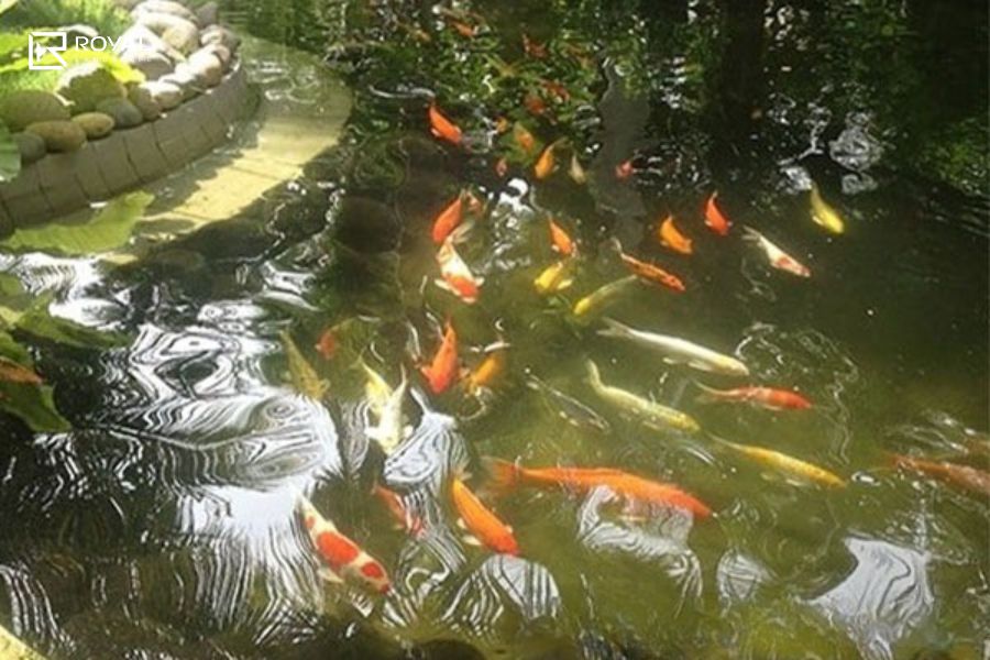 nước hồ cá bị vàng