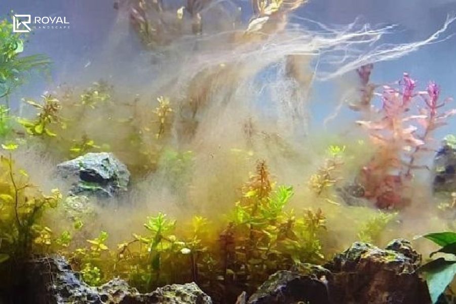 nước hồ cá bị vàng